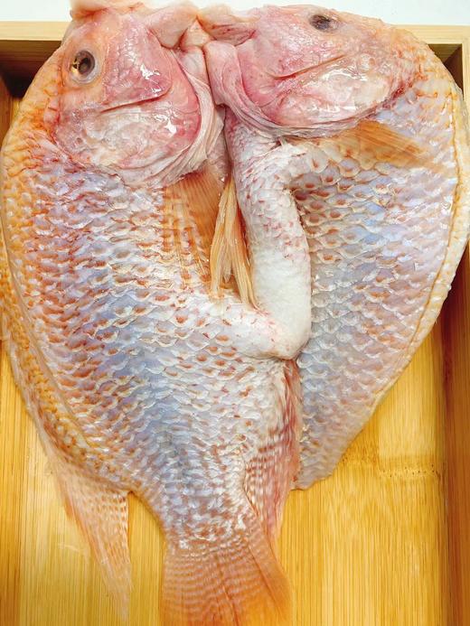 海雕鱼 深海海钓海鲜 商品图1