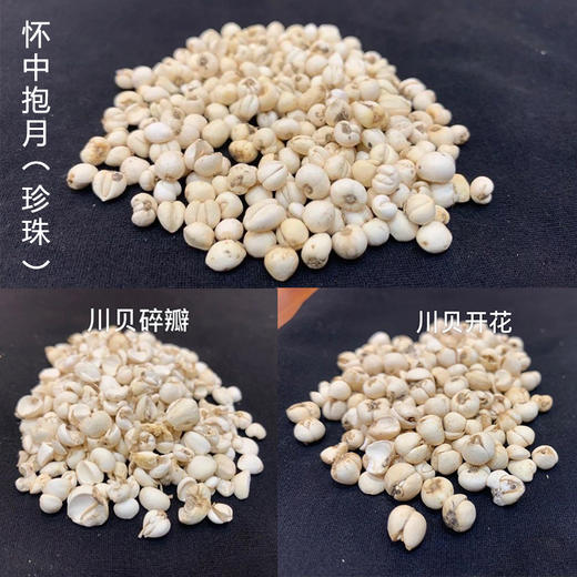 【野生川贝】来了！ 保障都是纯野生川贝，不参假！ 商品图1