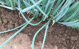 大葱裂裤是怎么回事?大葱开裤怎么防治?