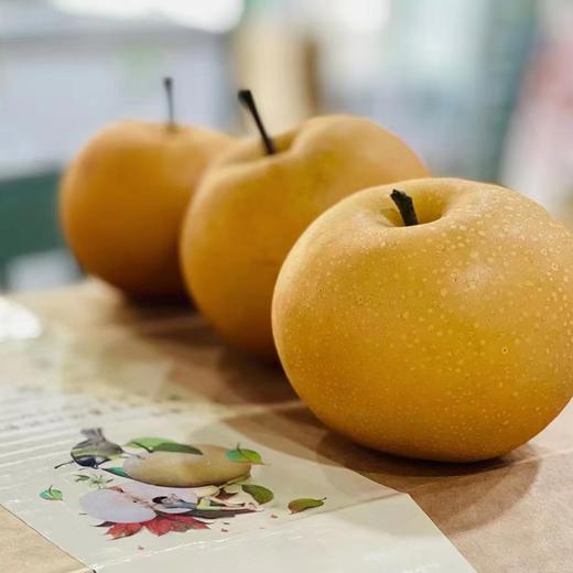 【产地直供】甜度可达15度的莱西秋月梨 肉质细腻 皮薄多汁 脆甜爽口 绿色种植自然熟 商品图1