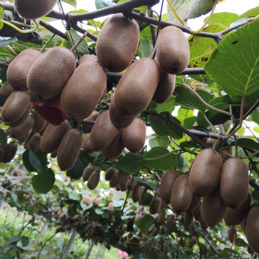 【眉县弥醉猕猴桃】顺丰/京东到家 放软吃 香甜多汁 长猕猴桃 果肉香甜细腻 皮薄肉厚 来自太白山脚下的自然美味 露天种植  3种规格任选 商品图3