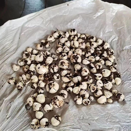 【野生川贝】来了！ 保障都是纯野生川贝，不参假！ 商品图2