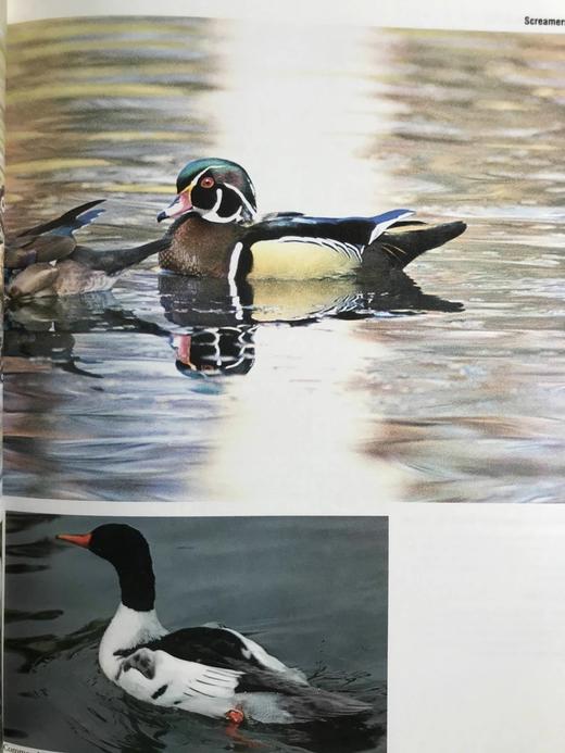 奥杜邦动物百科全书（裸书） 千余幅插图（583幅彩色） 精装大16开 商品图11