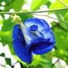 【甜久荟 海盐菠萝蝶豆花法式鲜奶蛋糕】 海盐爱好者的偏爱 搭配充满热带风情的菠萝 少量天然蝶豆花染出迷人色泽（介意勿拍） 100%动物鲜奶油  无化学添加 惊喜的口感不容错过 商品缩略图3
