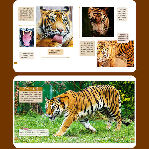 地球不能没有动物 生生不息（10册） 商品图3