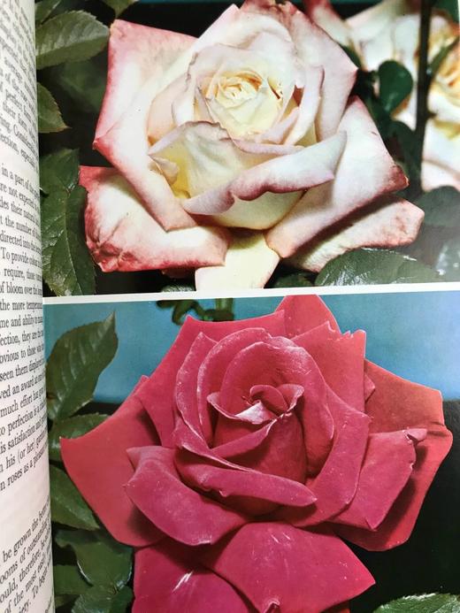 玫瑰完全手册 69幅彩色33幅黑白插图 精装18开 商品图11