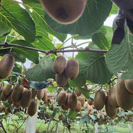 【眉县弥醉猕猴桃】顺丰/京东到家 放软吃 香甜多汁 长猕猴桃 果肉香甜细腻 皮薄肉厚 来自太白山脚下的自然美味 露天种植  3种规格任选 商品图4