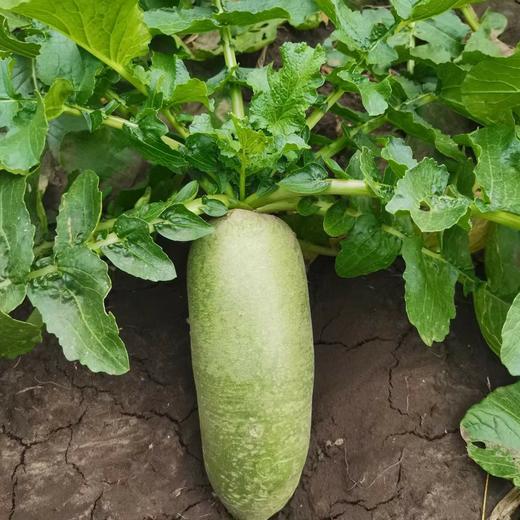 青萝卜 商品图0