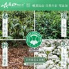 峨眉山有机茶遇仙圆筒50g 商品缩略图1