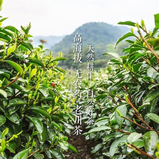 峨眉山有机茶冷然小红叶160g 商品图3