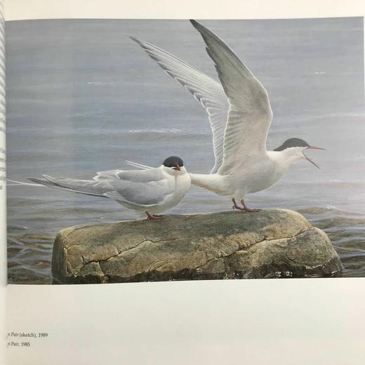 博物画家罗伯特·贝特曼画集 187幅插图 精装大16开 商品图13