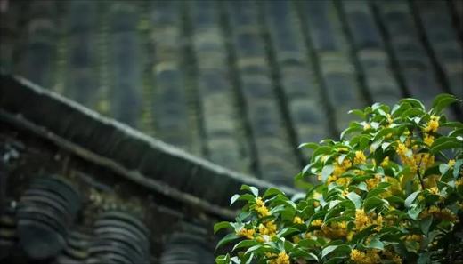 【甜久荟 桂花酒酿乌龙茶法式鲜奶蛋糕】  进口知名品牌迪尔玛乌龙茶 天然糖桂花 纯酒酿 100%动物鲜奶油  无化学添加 中西合璧 老少皆宜 展示图片为6寸（实发不含插牌） 商品图1