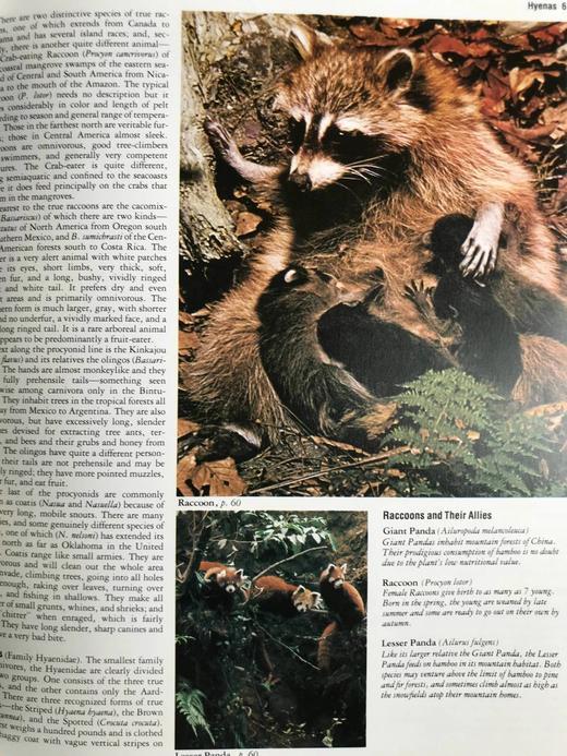 奥杜邦动物百科全书（裸书） 千余幅插图（583幅彩色） 精装大16开 商品图12