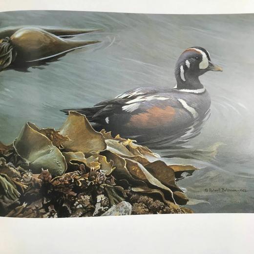 博物画家罗伯特·贝特曼画集 187幅插图 精装大16开 商品图14