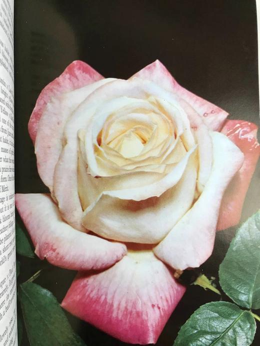 玫瑰完全手册 69幅彩色33幅黑白插图 精装18开 商品图8