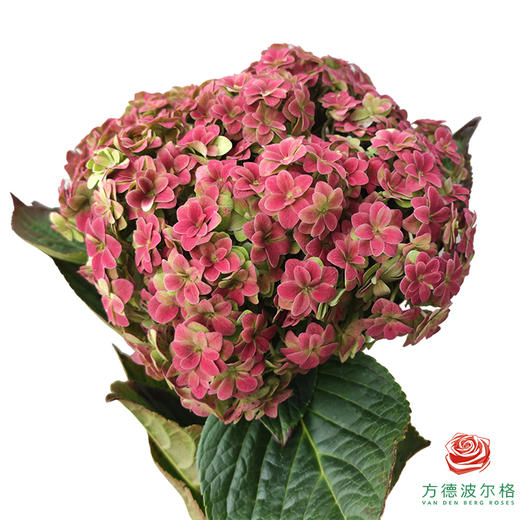 市场绣球 重瓣秋色 1枝 商品图0