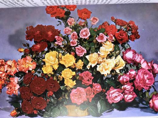 玫瑰完全手册 69幅彩色33幅黑白插图 精装18开 商品图7