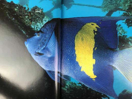 红海：沙漠边缘的珊瑚王国 约百幅彩色插图 精装8开 商品图8