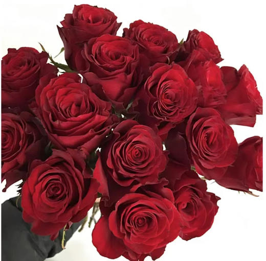 【拍市玫瑰】高原红 10枝/扎  约60公分 商品图0