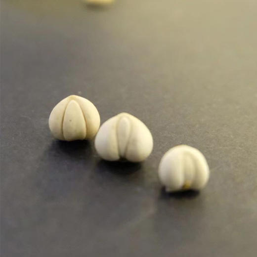 【野生川贝】来了！ 保障都是纯野生川贝，不参假！ 商品图4