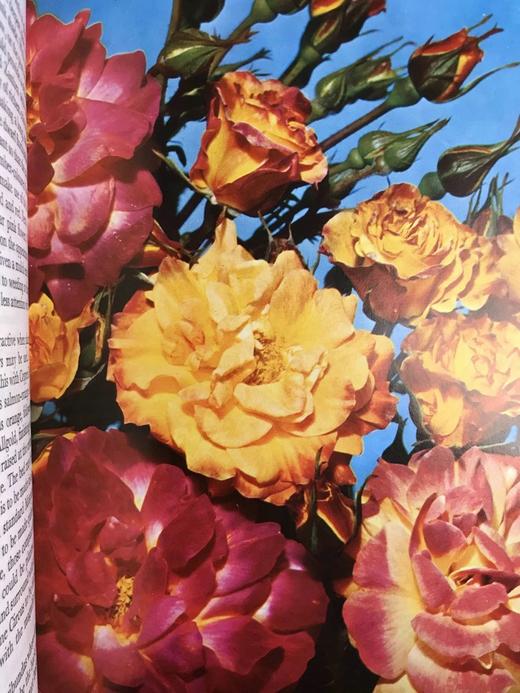 玫瑰完全手册 69幅彩色33幅黑白插图 精装18开 商品图6