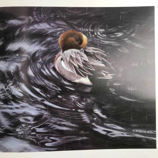 博物画家罗伯特·贝特曼画集 187幅插图 精装大16开 商品图12