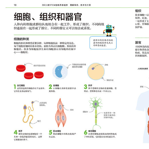 《DK儿童STEM创新思维培养：图解科学、技术与工程》 商品图10