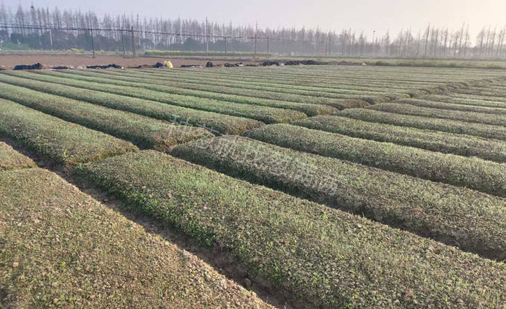 大葱种子育苗基地实拍