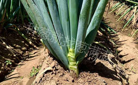 大葱葱白不够长?可能您培土没做好