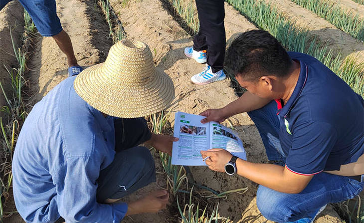 葱满满实地指导葱友种葱
