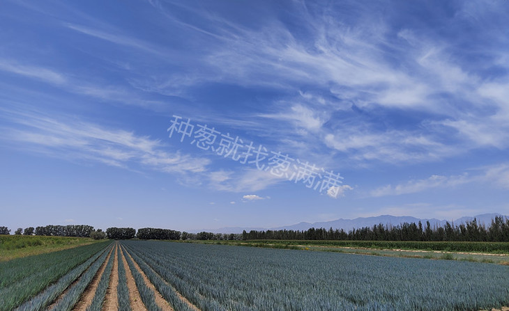 葱田实拍