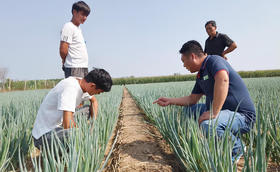 秋季大葱如何浇水施肥