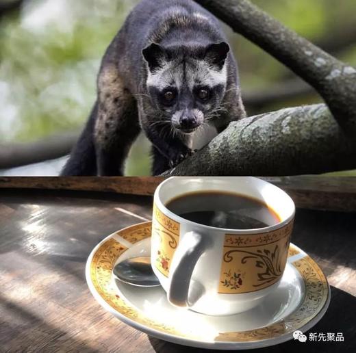 印尼麝香猫杯挂式猫屎咖啡粉 （8袋/盒） 商品图1