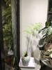 绿圆点盆-网红蕨 商品缩略图0
