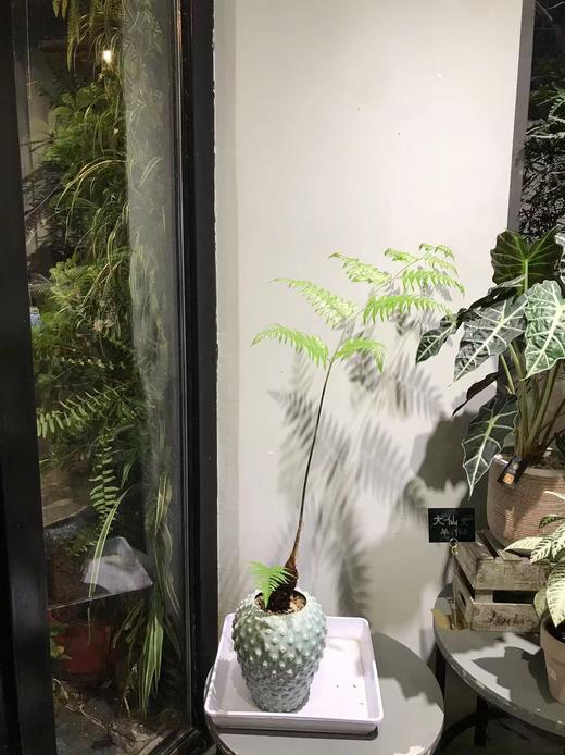 绿圆点盆-网红蕨 商品图0