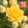 长寿花-黄色 商品缩略图0