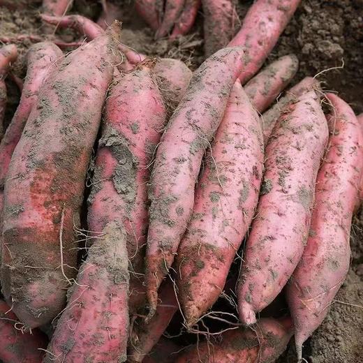 周一取货：【烟薯25号】一份3斤左右，地瓜界的劳斯莱斯，香甜绵密，油糍糍！ 商品图8