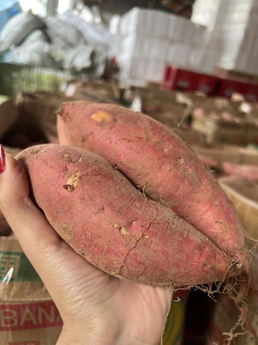 周一取货：【烟薯25号】一份3斤左右，地瓜界的劳斯莱斯，香甜绵密，油糍糍！ 商品图6