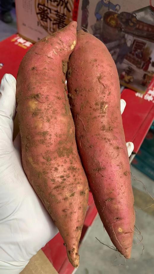 锋诚蜜薯一箱（拼团） 商品图2