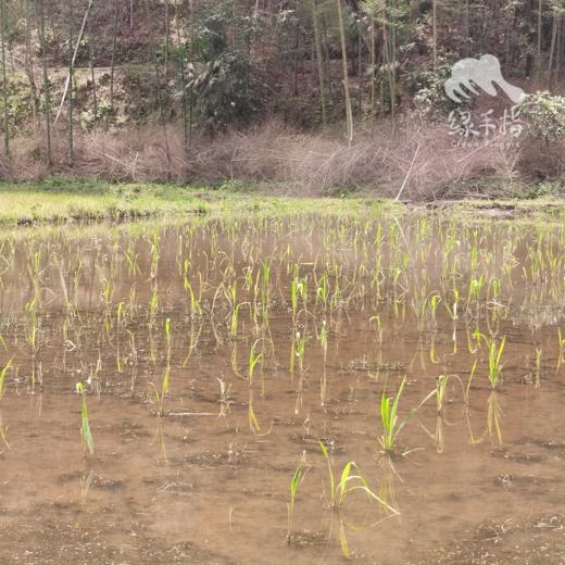 生态茭白 |  合作生产* Ecological water oat | Coproduction 商品图3