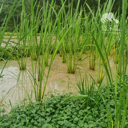 生态茭白 |  合作生产* Ecological water oat | Coproduction 商品图4