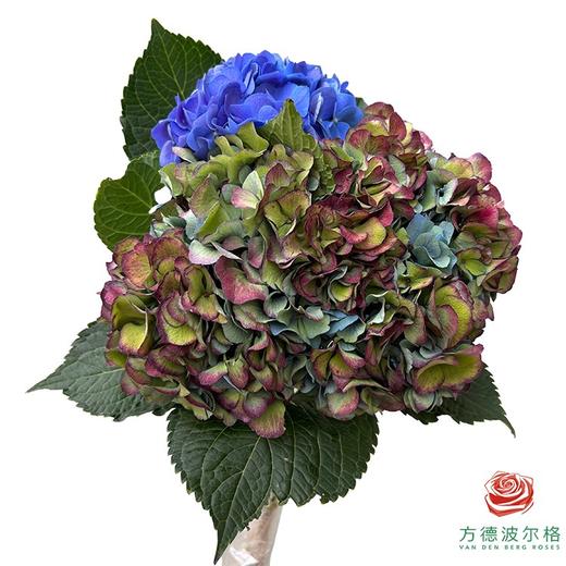 绣球-稀有品种 商品图2