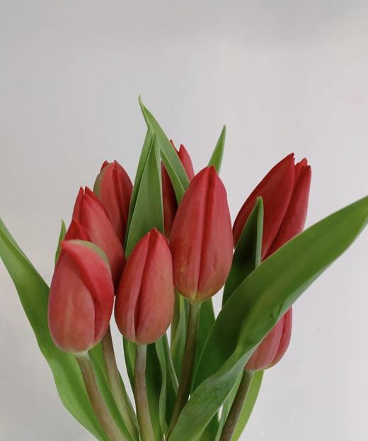 【国产郁金香】红色  约10枝/扎（实际颜色以实物为准） 商品图3
