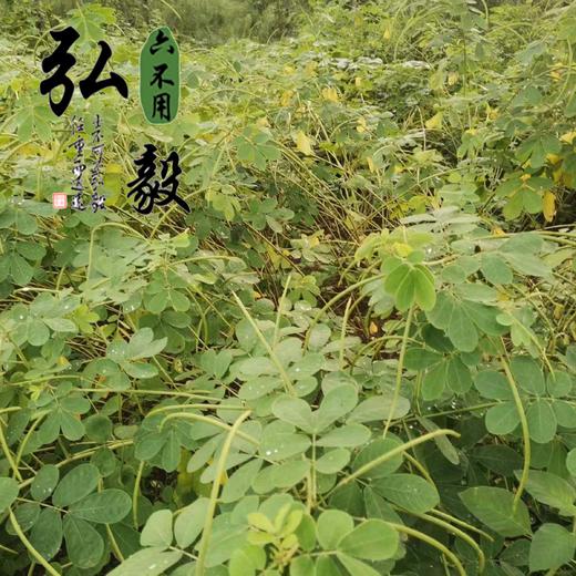【弘毅六不用生态农场】六不用 决明子 250克/份 产自食物森林 商品图3