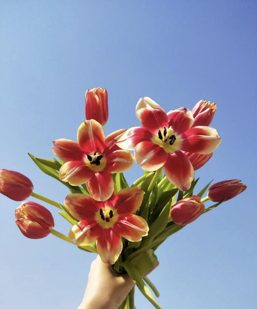 【国产郁金香】 -复色/双色  10支/扎 商品图1