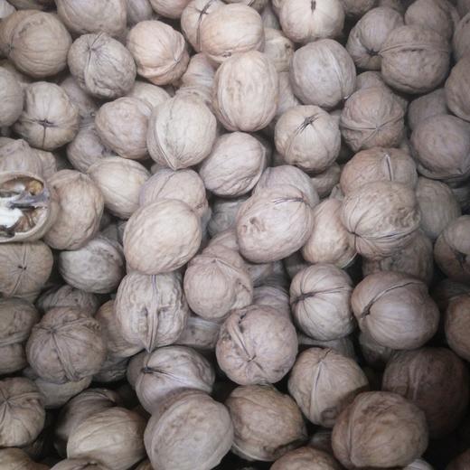 185生核桃 商品图0