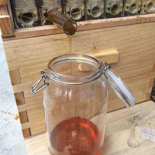 自流蜜蜂箱自流蜜蜂巢自动取蜜巢础巢脾全套 商品图7