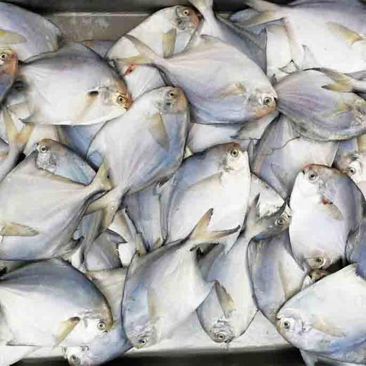 🐟舟山野生深海银鲳鱼/大白鲳/肉质细腻，软糯，油脂感强 商品图2