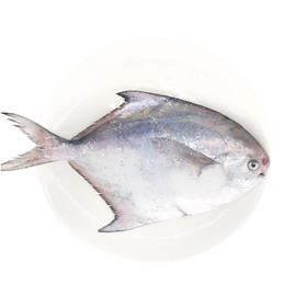 🐟舟山野生深海银鲳鱼/大白鲳/肉质细腻，软糯，油脂感强