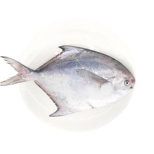 🐟舟山野生深海银鲳鱼/大白鲳/肉质细腻，软糯，油脂感强 商品图0